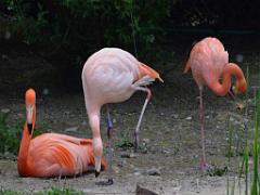 101PARC AUX OISEAUX DANS L AIN 2016 1_000005